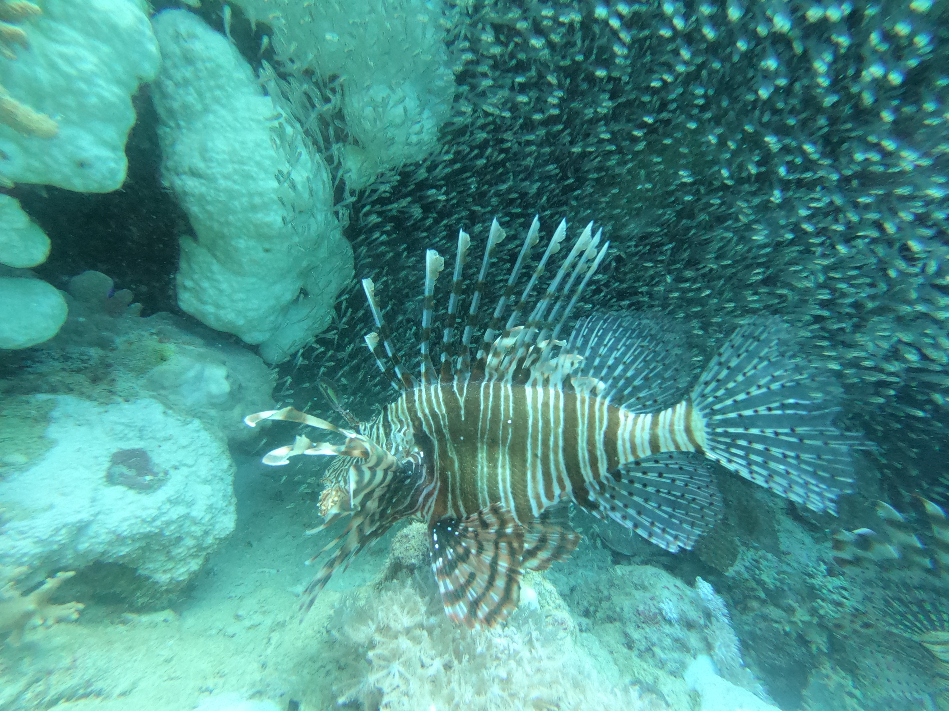Slide Image 4